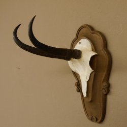Gamsgeweih Gams Gems Geweih auf geschnitztem Trophäenschild SL 18,5 cm 47.204