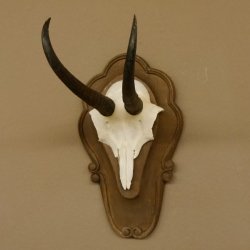 Gamsgeweih Gams Gems Geweih auf geschnitztem Trophäenschild SL 18,5 cm 47.204