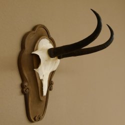 Gamsgeweih Gams Gems Geweih auf geschnitztem Trophäenschild SL 18,5 cm 47.204
