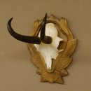 Gamsgeweih Gams Gems Geweih auf geschnitztem Trophäenschild SL 17,5 cm 47.205