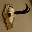 Gamsgeweih Gams Gems Geweih auf geschnitztem Trophäenschild SL 17,5 cm 47.205