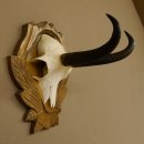Gamsgeweih Gams Gems Geweih auf geschnitztem Trophäenschild SL 17,5 cm 47.205