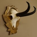 Gamsgeweih Gams Gems Geweih auf geschnitztem Trophäenschild SL 17,5 cm 47.205