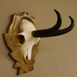 Gamsgeweih Gams Gems Geweih auf geschnitztem Trophäenschild SL 17,5 cm 47.205