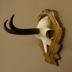 Gamsgeweih Gams Gems Geweih auf geschnitztem Trophäenschild SL 17,5 cm 47.205