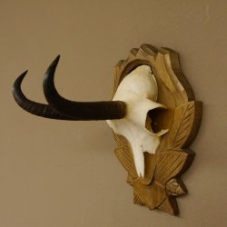 Gamsgeweih Gams Gems Geweih auf geschnitztem Trophäenschild SL 17,5 cm 47.205