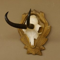 Gamsgeweih Gams Gems Geweih auf geschnitztem Trophäenschild SL 17,5 cm 47.205