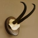Gamsgeweih starke Gams Geiß Gems Geweih auf Trophäenschild SL 23 cm 47.213