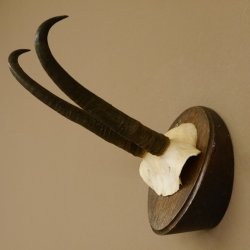 Gamsgeweih starke Gams Geiß Gems Geweih auf Trophäenschild SL 23 cm 47.213