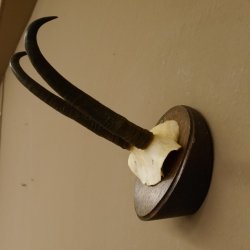 Gamsgeweih starke Gams Geiß Gems Geweih auf Trophäenschild SL 23 cm 47.213