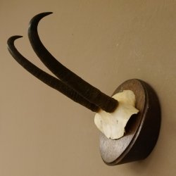 Gamsgeweih starke Gams Geiß Gems Geweih auf Trophäenschild SL 23 cm 47.213