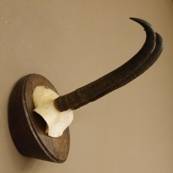 Gamsgeweih starke Gams Geiß Gems Geweih auf Trophäenschild SL 23 cm 47.213