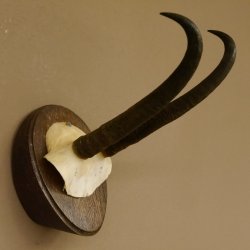 Gamsgeweih starke Gams Geiß Gems Geweih auf Trophäenschild SL 23 cm 47.213