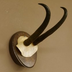 Gamsgeweih starke Gams Geiß Gems Geweih auf Trophäenschild SL 23 cm 47.213