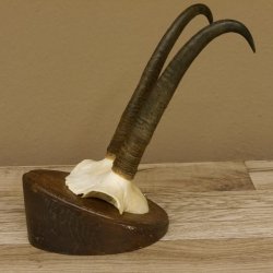 Gamsgeweih starke Gams Geiß Gems Geweih auf Trophäenschild SL 23 cm 47.213