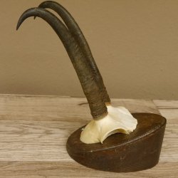 Gamsgeweih starke Gams Geiß Gems Geweih auf Trophäenschild SL 23 cm 47.213