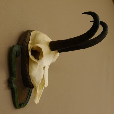 Gamsgeweih Gams Gems Geweih auf geschnitztem Trophäenschild SL 22,5 cm 47.214
