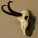 Gamsgeweih Gams Gems Geweih auf geschnitztem Trophäenschild SL 22,5 cm 47.214