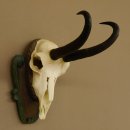 Gamsgeweih Gams Gems Geweih auf geschnitztem Trophäenschild SL 22,5 cm 47.214