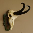 Gamsgeweih Gams Gems Geweih auf geschnitztem Trophäenschild SL 22,5 cm 47.214
