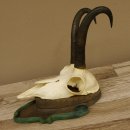 Gamsgeweih Gams Gems Geweih auf geschnitztem Trophäenschild SL 22,5 cm 47.214