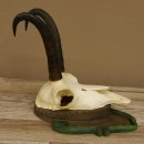 Gamsgeweih Gams Gems Geweih auf geschnitztem Trophäenschild SL 22,5 cm 47.214