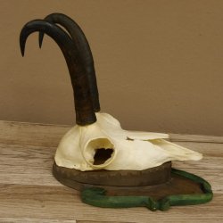 Gamsgeweih Gams Gems Geweih auf geschnitztem Trophäenschild SL 22,5 cm 47.214