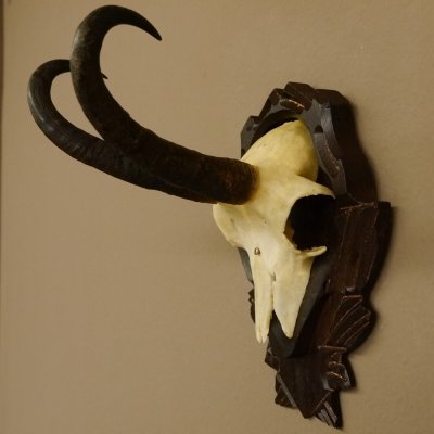 Gamsgeweih Gams Gems Geweih auf geschnitztem Trophäenschild SL 22,3 cm 47.216