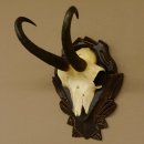 Gamsgeweih Gams Gems Geweih auf geschnitztem Trophäenschild SL 22,3 cm 47.216