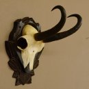 Gamsgeweih Gams Gems Geweih auf geschnitztem Trophäenschild SL 22,3 cm 47.216