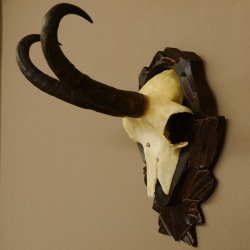 Gamsgeweih Gams Gems Geweih auf geschnitztem Trophäenschild SL 22,3 cm 47.216