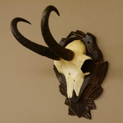 Gamsgeweih Gams Gems Geweih auf geschnitztem Trophäenschild SL 22,3 cm 47.216