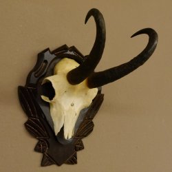 Gamsgeweih Gams Gems Geweih auf geschnitztem Trophäenschild SL 22,3 cm 47.216