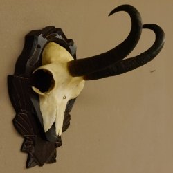 Gamsgeweih Gams Gems Geweih auf geschnitztem Trophäenschild SL 22,3 cm 47.216