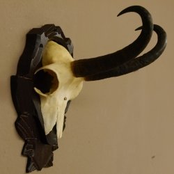 Gamsgeweih Gams Gems Geweih auf geschnitztem Trophäenschild SL 22,3 cm 47.216