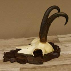Gamsgeweih Gams Gems Geweih auf geschnitztem Trophäenschild SL 22,3 cm 47.216