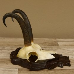 Gamsgeweih Gams Gems Geweih auf geschnitztem Trophäenschild SL 22,3 cm 47.216