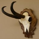 Gamsgeweih Gams Gems Geweih auf geschnitztem Trophäenschild SL 22,5 cm 47.217