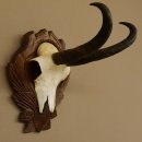 Gamsgeweih Gams Gems Geweih auf geschnitztem Trophäenschild SL 22,5 cm 47.217