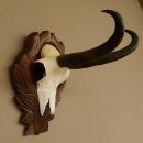 Gamsgeweih Gams Gems Geweih auf geschnitztem Trophäenschild SL 22,5 cm 47.217