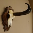 Gamsgeweih Gams Gems Geweih auf geschnitztem Trophäenschild SL 22,5 cm 47.217