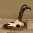 Gamsgeweih Gams Gems Geweih auf geschnitztem Trophäenschild SL 22,5 cm 47.217