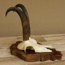 Gamsgeweih Gams Gems Geweih auf geschnitztem Trophäenschild SL 22,5 cm 47.217