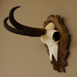 Gamsgeweih Gams Gems Geweih auf geschnitztem Trophäenschild SL 22,5 cm 47.217