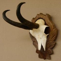 Gamsgeweih Gams Gems Geweih auf geschnitztem Trophäenschild SL 22,5 cm 47.217