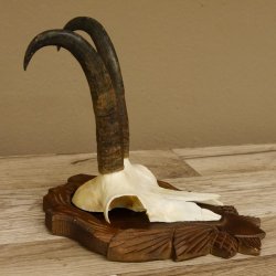 Gamsgeweih Gams Gems Geweih auf geschnitztem Trophäenschild SL 22,5 cm 47.217