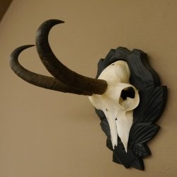 Gamsgeweih Gams Gems Geweih auf geschnitztem Trophäenschild SL 21,5 cm 47.221