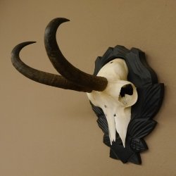Gamsgeweih Gams Gems Geweih auf geschnitztem Trophäenschild SL 21,5 cm 47.221