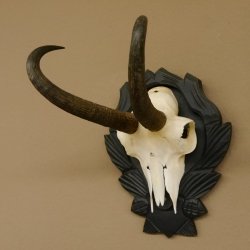 Gamsgeweih Gams Gems Geweih auf geschnitztem Trophäenschild SL 21,5 cm 47.221