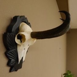 Gamsgeweih Gams Gems Geweih auf geschnitztem Trophäenschild SL 21,5 cm 47.221